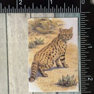 🌀10/$10🌀 Classic Vicious Cats Lion Tiger Cheetah Reusable Washi Sticker Decal